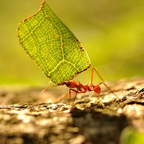 Come allontanare le formiche dagli alberi da frutto