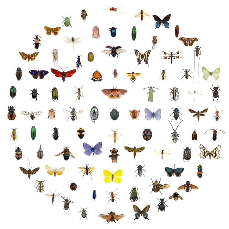 Come riconoscere le punture degli insetti