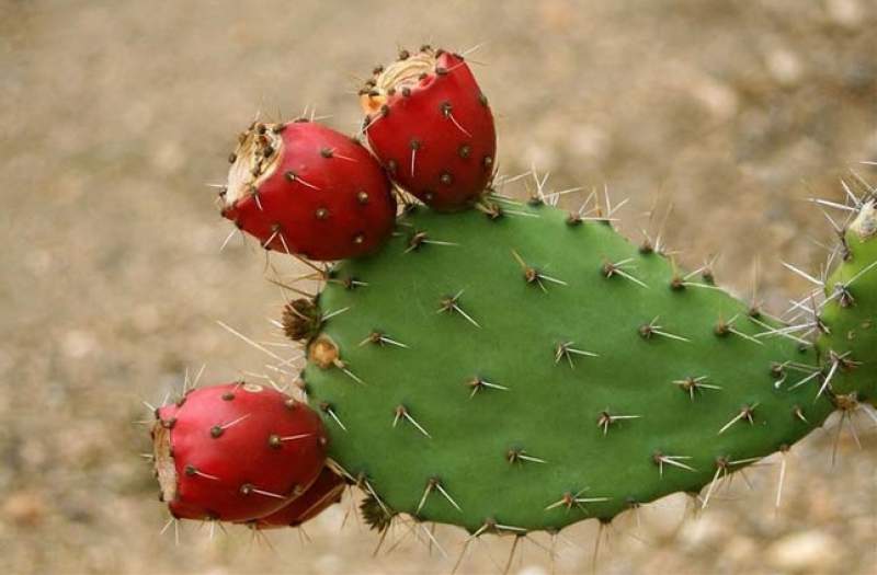 Acqua di cactus, fa bene alla salute