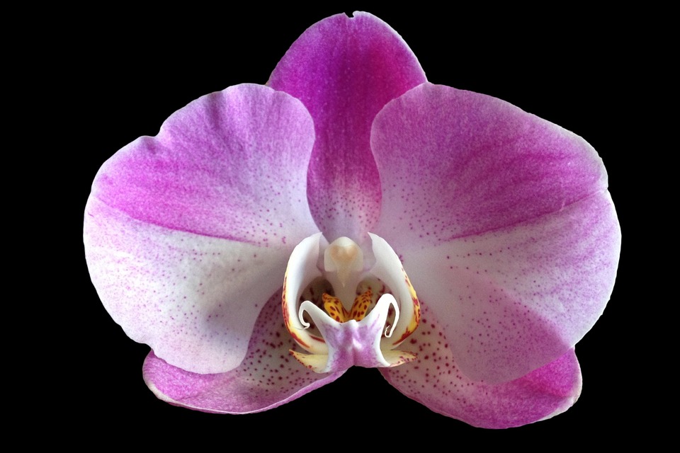 Fiori dell’orchidea: come conservarli